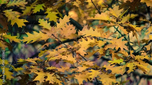 Vibrant yellow and orange oak leaves gently swaying in the wind, creating a cozy and warm autumn atmosphere.