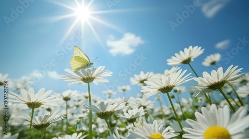 A serene field of white daisies with golden hearts, harmoniously swaying in unison under a soft light, evoking tranquility and unity photo