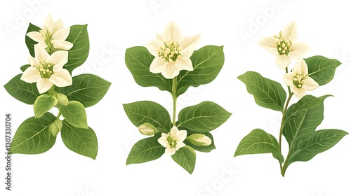 Floral sprigs, cream blossoms, botanical art