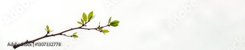 Single branch isolated on white background with slight gradient, texture, branch, abstract
