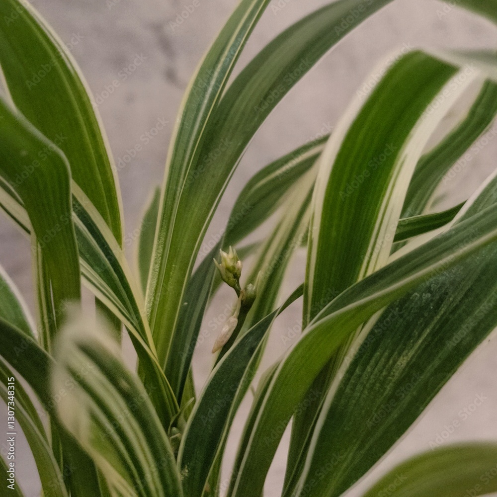 Close-up of green variegated leaves of a spider plant (Chlorophytum comosum) against a neutral background. Close-up of green variegated leaves of a spider plant (Chlorophytum comosum) against a neutral background.