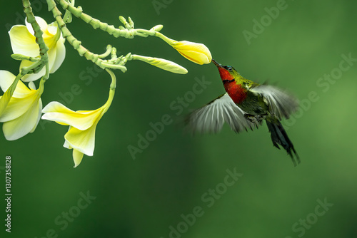 Male Flame-breasted Sunbird (Cinnyris solaris) is a species of nectar-sucking bird endemic to Nusa Tenggara islands, Indonesia. photo