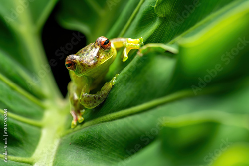 Jade Tree Frog (Zhangixalus dulitensis) is a species of frog found in Borneo island, Indonesia. photo