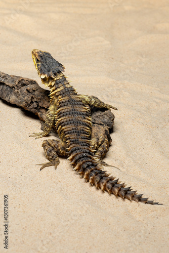 The Sungazer (Smaug giganteus) is a species of lizard from sub-Saharan Africa.