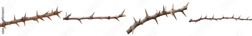 A single Acacia tree branch adorned with thorns is photographed against a white background A single Acacia tree branch adorned with thorns is photographed against a white background