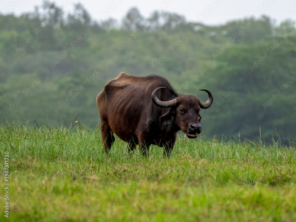 A cape buffalo (Syncerus caffer) in Arusha Park. A cape buffalo (Syncerus caffer) in Arusha Park.