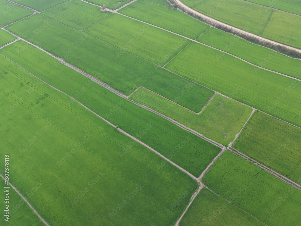 Fototapeta premium Green rice Fileds aerial top view Thailand countryside landscape
