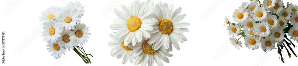 Fototapeta premium A beautiful white flower, known as Daisy, Marguerite, or chamomile, is isolated on a white background, accompanied by a clipping path, and features a full depth of field resulting from the use of