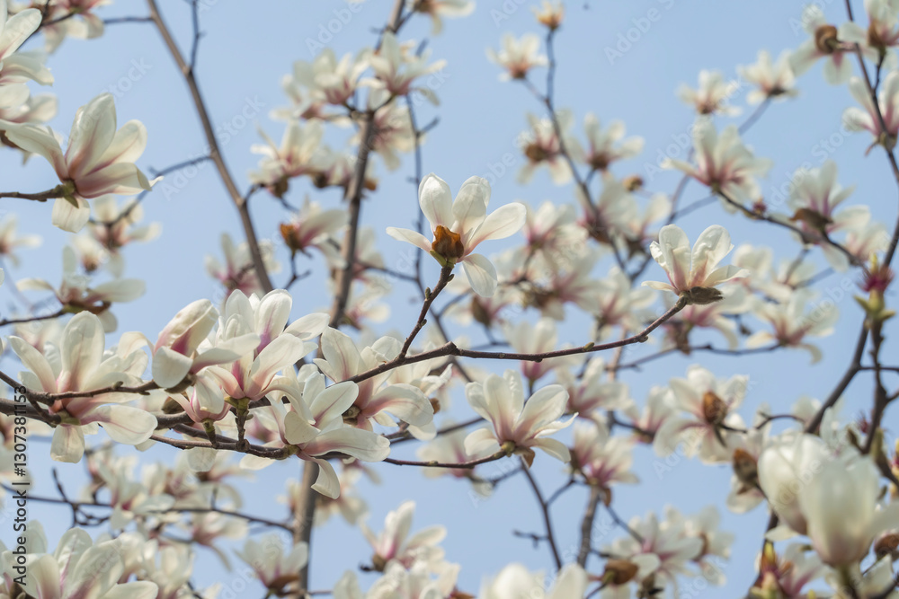 Blossoming of magnolia white flowers in spring time, natural seasonal background Blossoming of magnolia white flowers in spring time, natural seasonal background