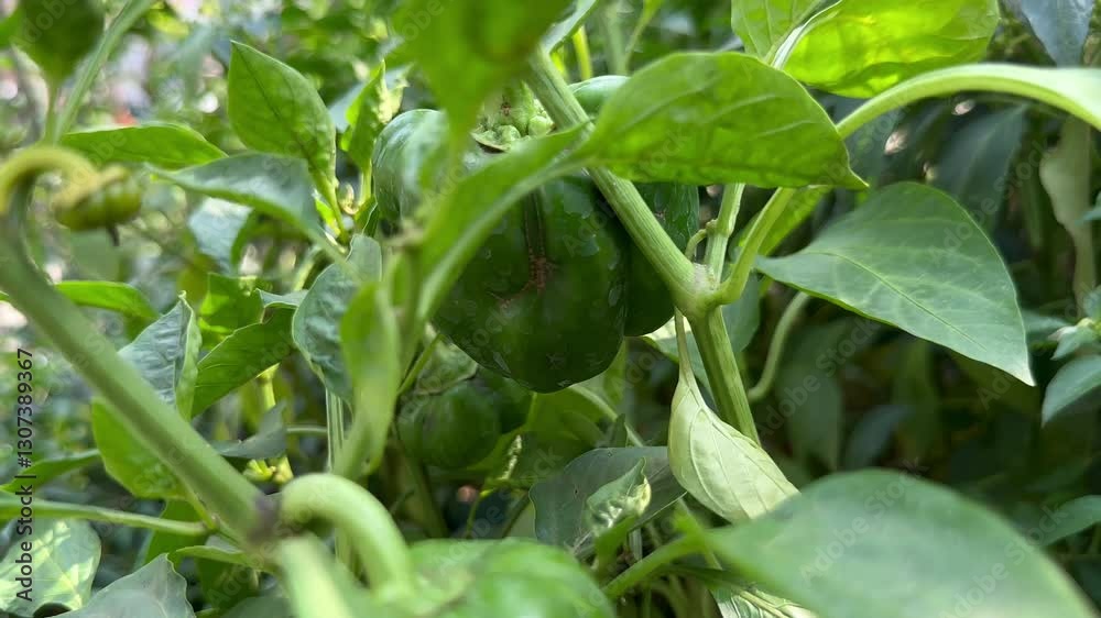 Red and Green Bell Peppers Growing on Plant Fresh Bell Pepper Harvest Red and Green Bell Peppers Growing on Plant Fresh Bell Pepper Harvest