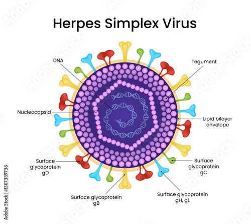 Structure of Herpes Simplex Virus