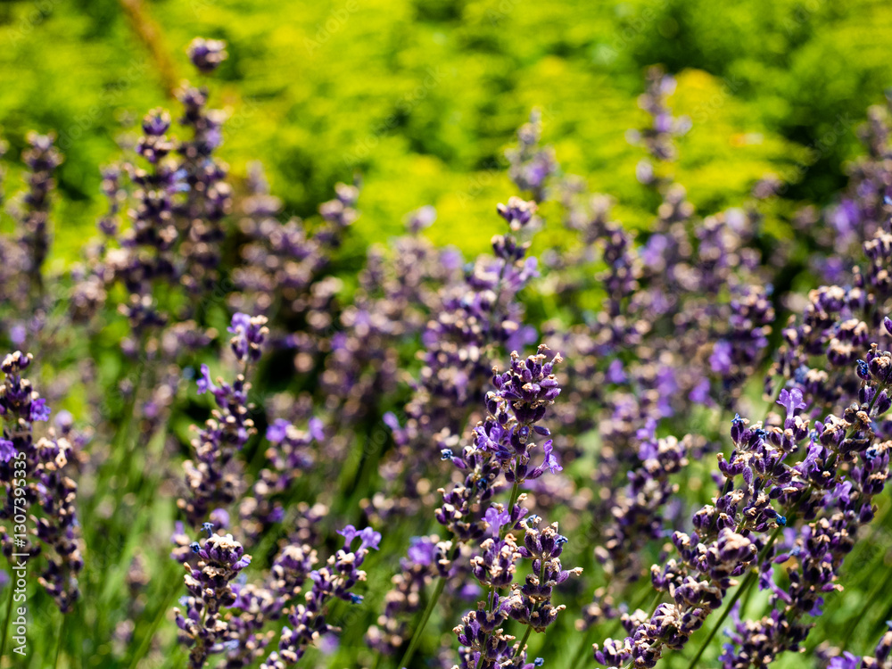 English lavender flowers. Garden, purple, botanical. English lavender flowers. Garden, purple, botanical.