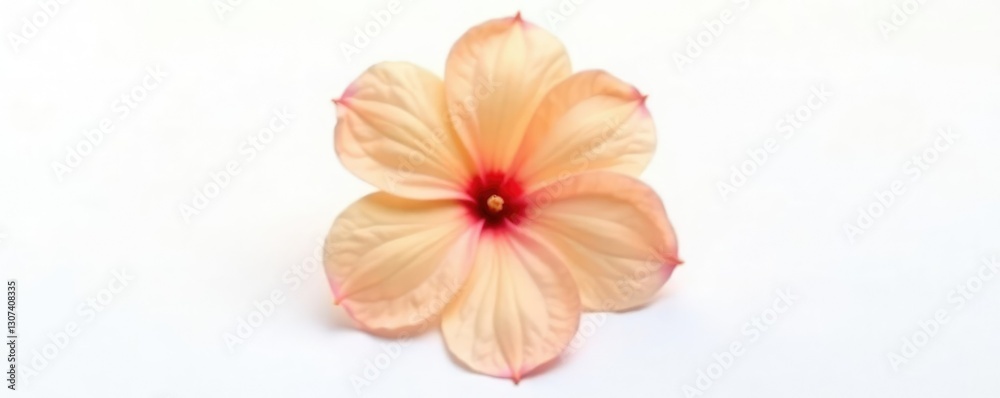 Simple and clean isolated single flower on white background, white background, petal Simple and clean isolated single flower on white background, white background, petal