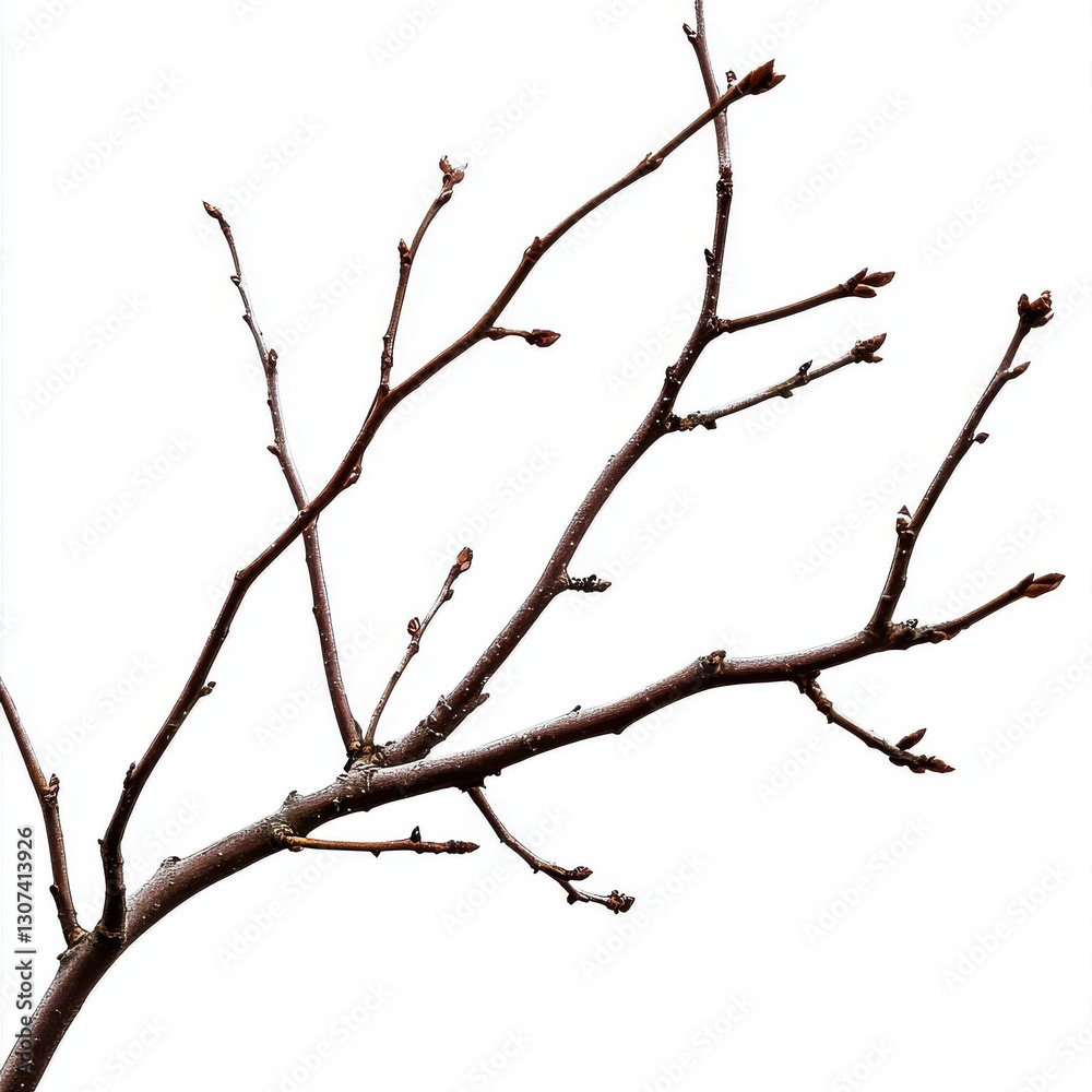 bare tree branch with budding leaves against white background, symbolizing renewal and growth bare tree branch with budding leaves against white background, symbolizing renewal and growth