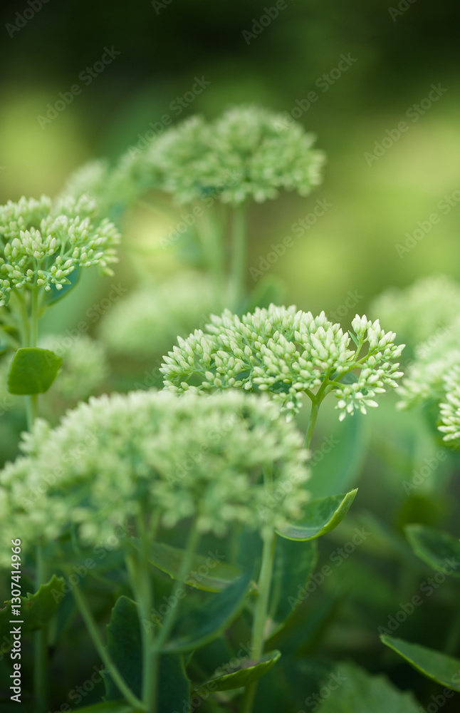 Fresh tender buds delicately bloom, creating a serene and minimal botanical display Fresh tender buds delicately bloom, creating a serene and minimal botanical display