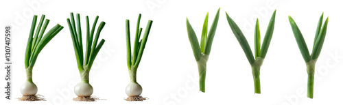 The image features isolated green grass on a white background, with a visible texture and clipping