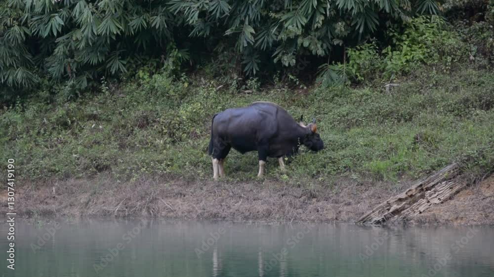 The wild gaur eating grass in the Cheow Lan Dam (Ratchaprapa Dam), Khao Sok National Park at Suratthani,Thailand The wild gaur eating grass in the Cheow Lan Dam (Ratchaprapa Dam), Khao Sok National Park at Suratthani,Thailand