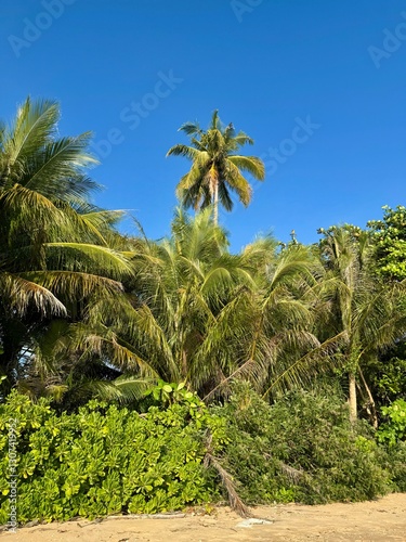 Wallpaper Mural trees on the beach by the sea Torontodigital.ca