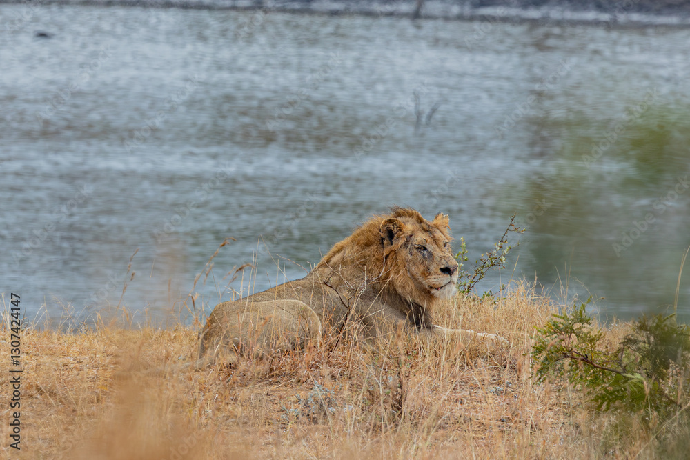 Fototapeta premium South African, Lion