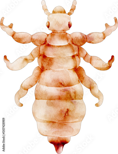 watercolor louse insect