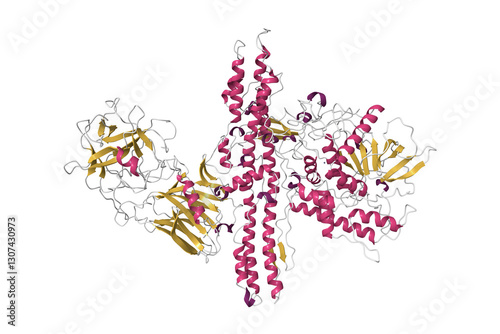 Structure of botulinum neurotoxin serotype A, 3D cartoon model isolated, secondary structure color scheme, PDB 3bta