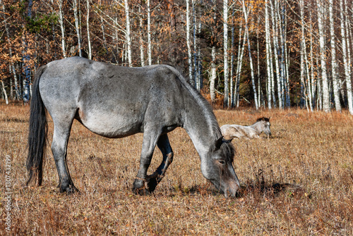 Southern Urals, a horse grazing in an autumn meadow.