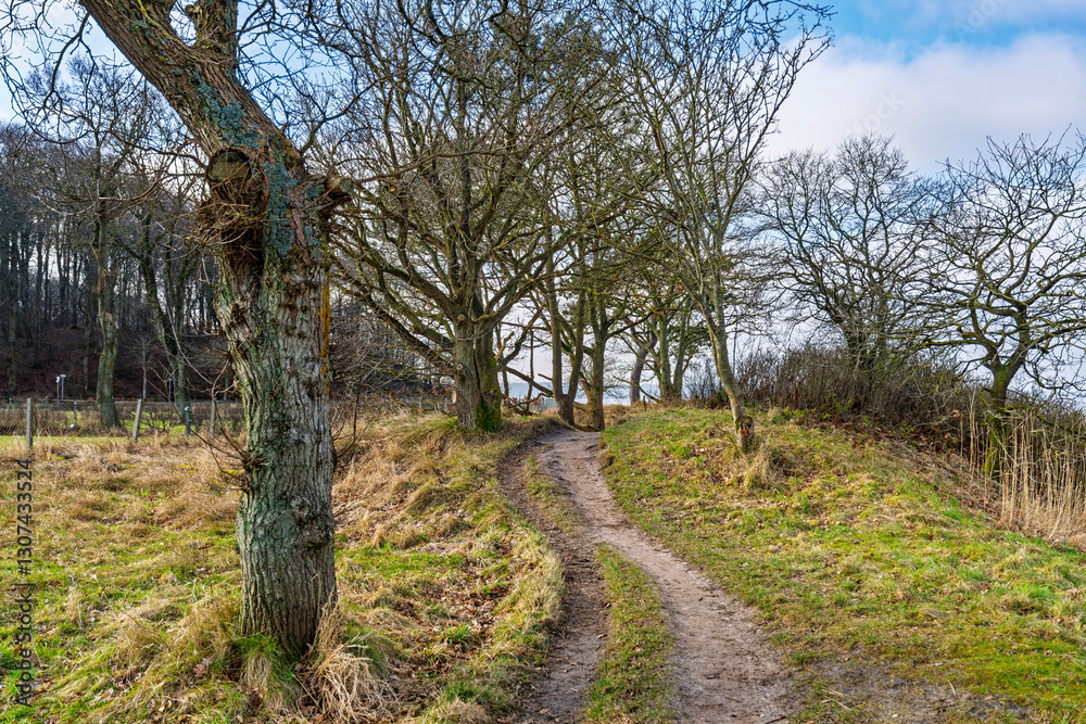 Winding Dirt Pathway Through Bare Winter Trees Under a Bright Blue Sky, Gals Cliffs, Denmark Winding Dirt Pathway Through Bare Winter Trees Under a Bright Blue Sky, Gals Cliffs, Denmark