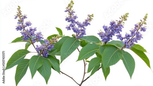 Purple Flowers on Branches Against White Background photo