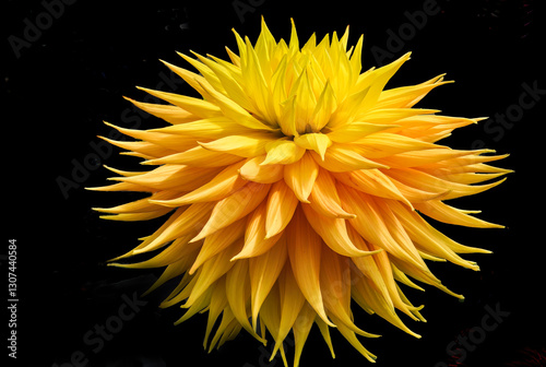 Obraz na płótnie Yellow Giant AC Jeri Dahlia Flower Bellevue Washington w salonie