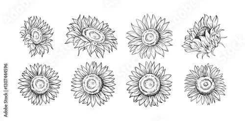 Hand drawn sunflower flower line art illustration for botanical floral design tattoo wedding invitations digital prints patterns and branding