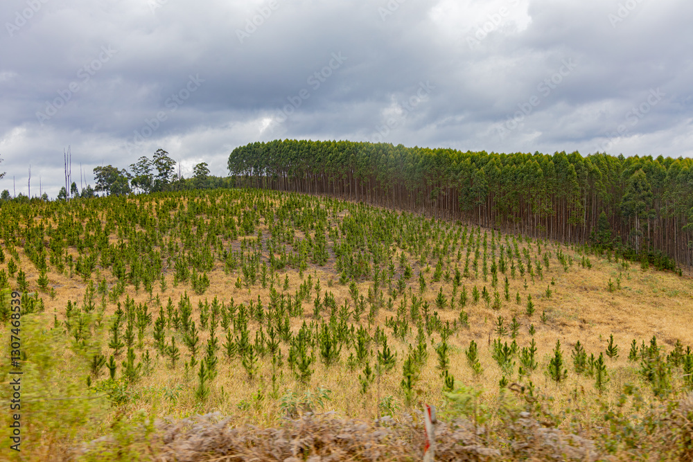 Fototapeta premium South Africa