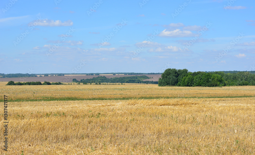 a bare Wheat Field with some hills and blue sky in the background a bare Wheat Field with some hills and blue sky in the background