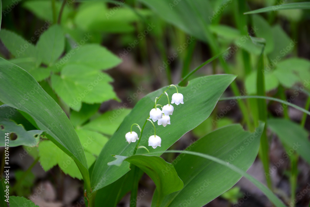 Obraz premium a close up of Lily of the Valley flower among green leaves