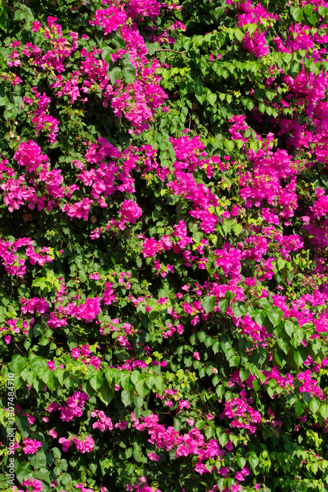 Background from a bush of bougainvillea blooming vertically. Background from a bush of bougainvillea blooming vertically.