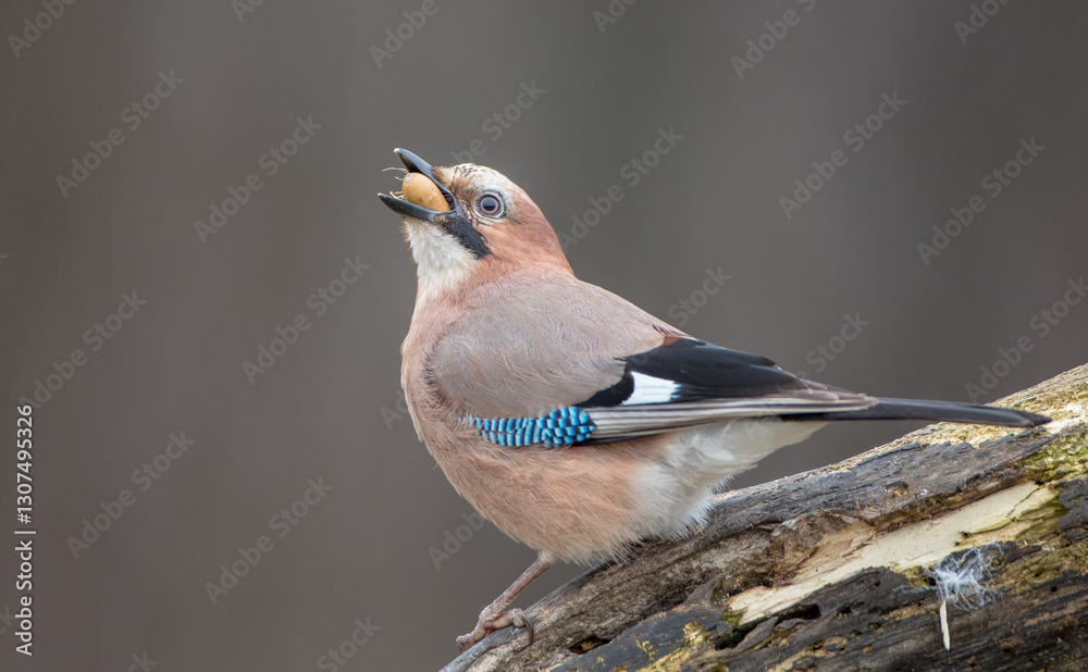 Obraz premium Eurasian Jay - in winter at the wet forest