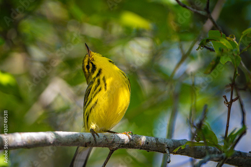 Prairie Warbler on the branch of a tree photo
