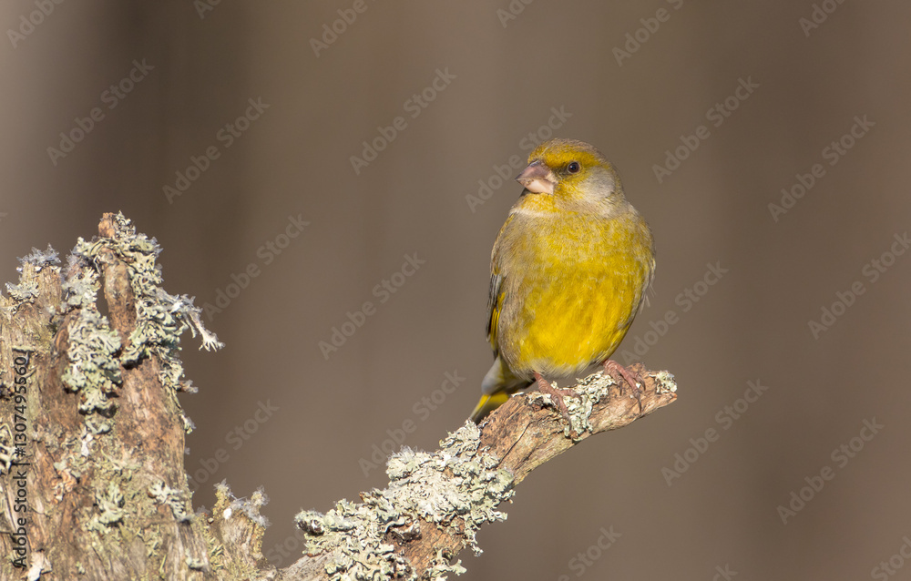 Obraz premium European Greenfinch in winter at a wetland