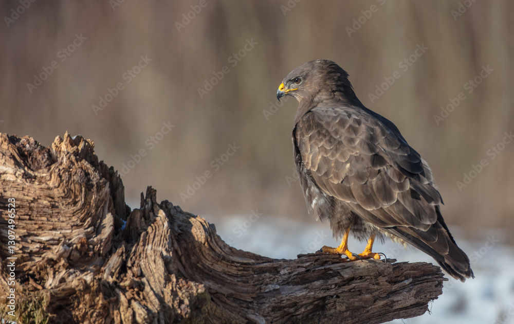 Common Buzzard in winter at a wet forest Common Buzzard in winter at a wet forest