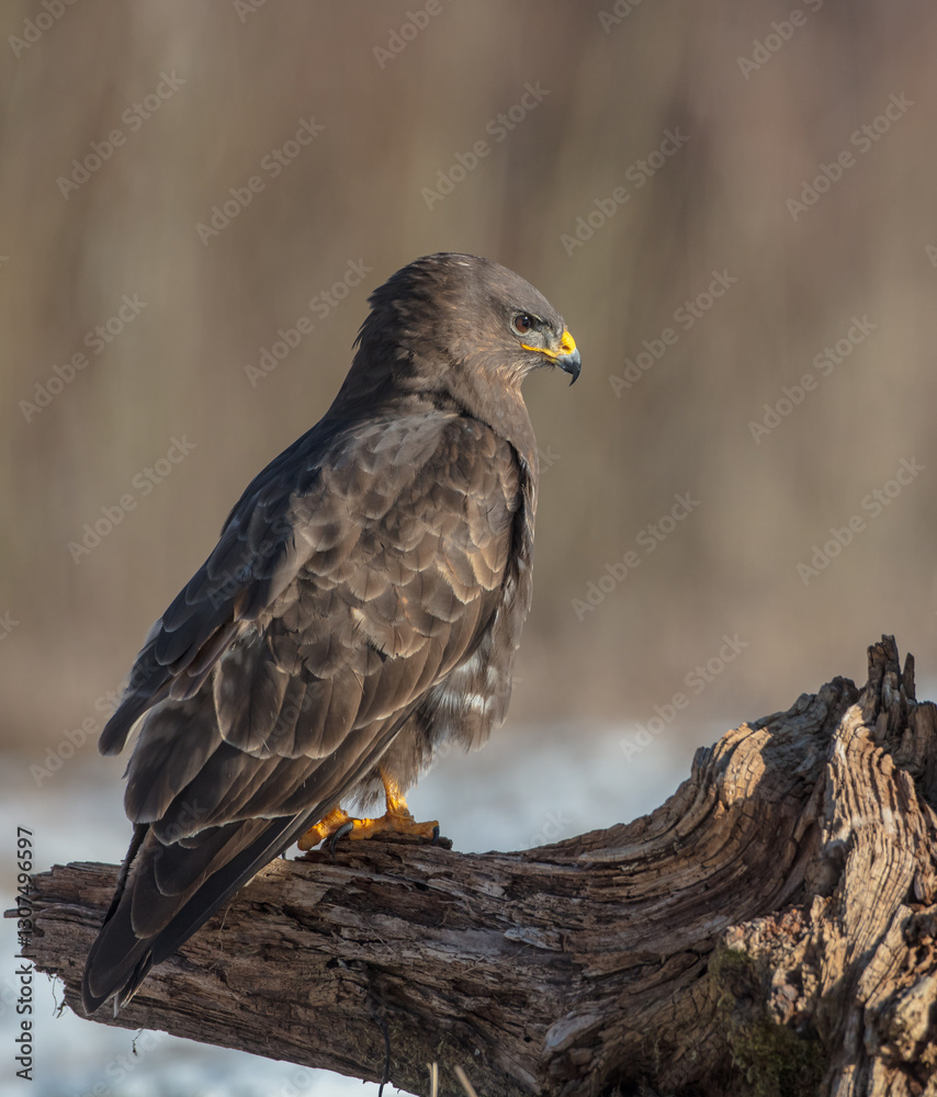 Fototapeta premium Common Buzzard in winter at a wet forest