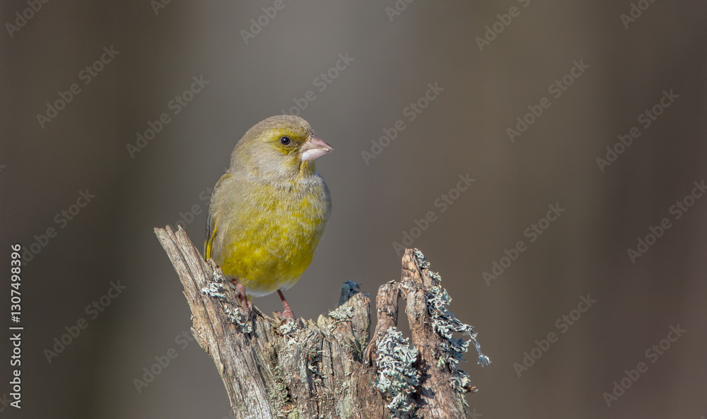 Obraz premium European Greenfinch in winter at a wetland
