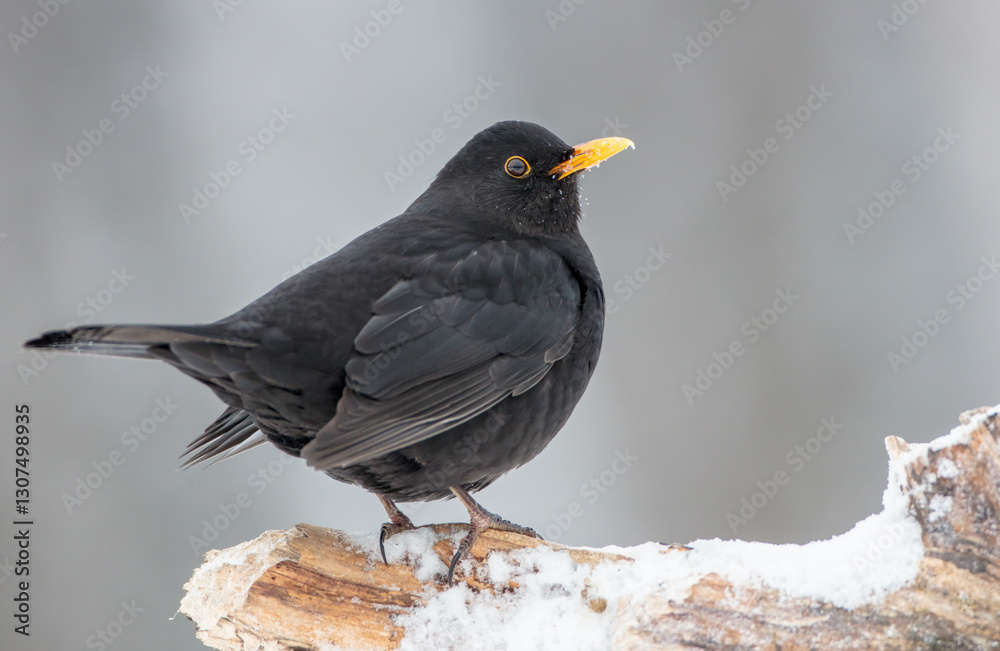 Common blackbird - adult male in winter at a wet forest Common blackbird - adult male in winter at a wet forest