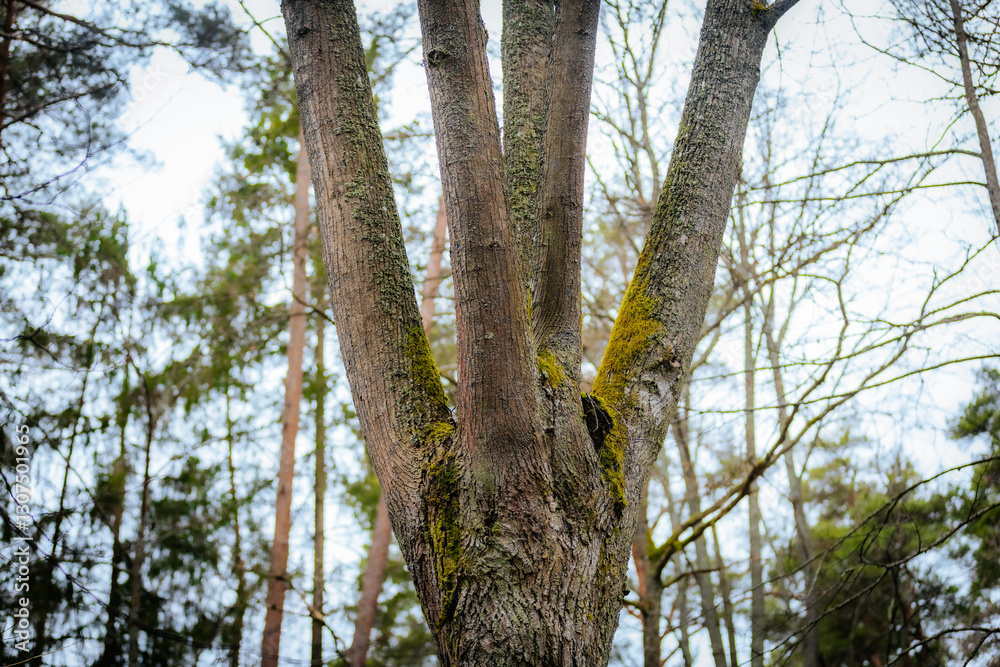A tall tree with multiple trunks extends toward the sky, covered in rough bark and patches of moss. The surrounding forest and branches create a natural, serene woodland atmosphere. A tall tree with multiple trunks extends toward the sky, covered in rough bark and patches of moss. The surrounding forest and branches create a natural, serene woodland atmosphere.