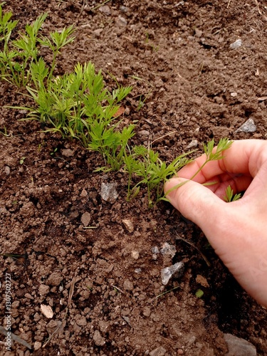 Close up of a woman's hand picking up carrot seedlings in a vegetable garden.