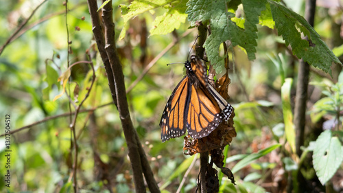 mariposa monarca postrada en árbol en bosque de Michoacán México