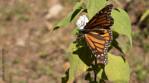 Mariposa monarca con alas extendidad posada sobre planta de algodoncillo en santuario de mariposas