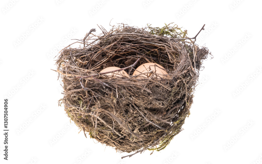 bird nest isolated