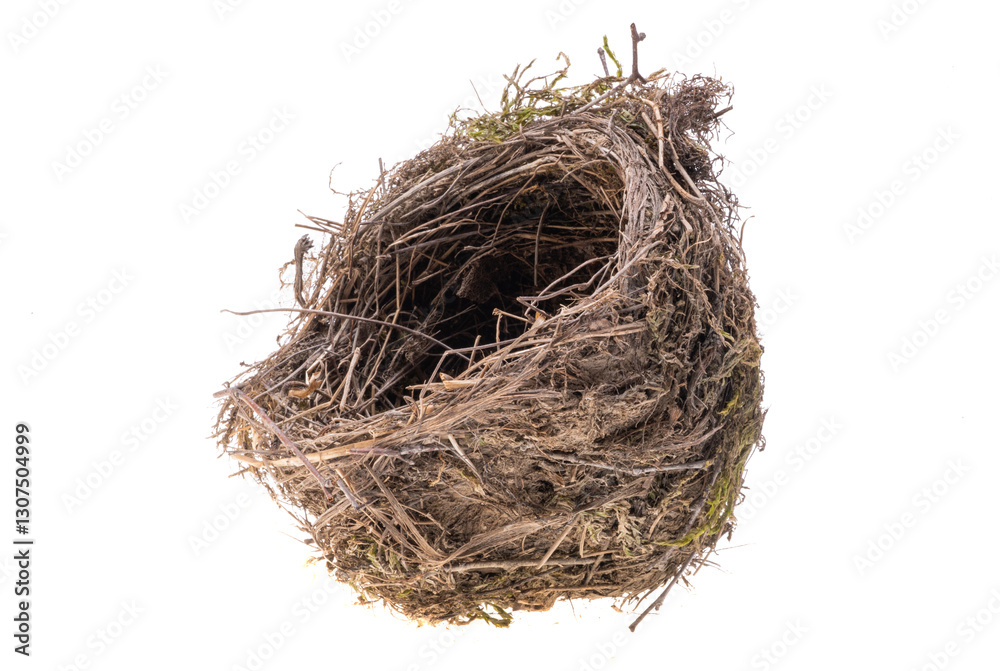 bird nest isolated