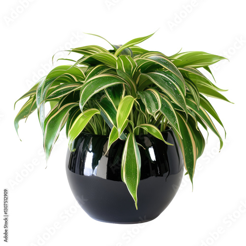 Janet Craig Plant In Pot On Black. A Beautiful Houseplant In Black Pot For Design Templates. photo