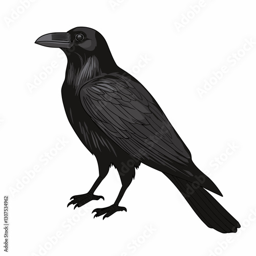 Crow Black raven bird vector illustration isolated on white background