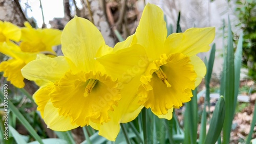 Wallpaper Mural daffodils in spring Torontodigital.ca
